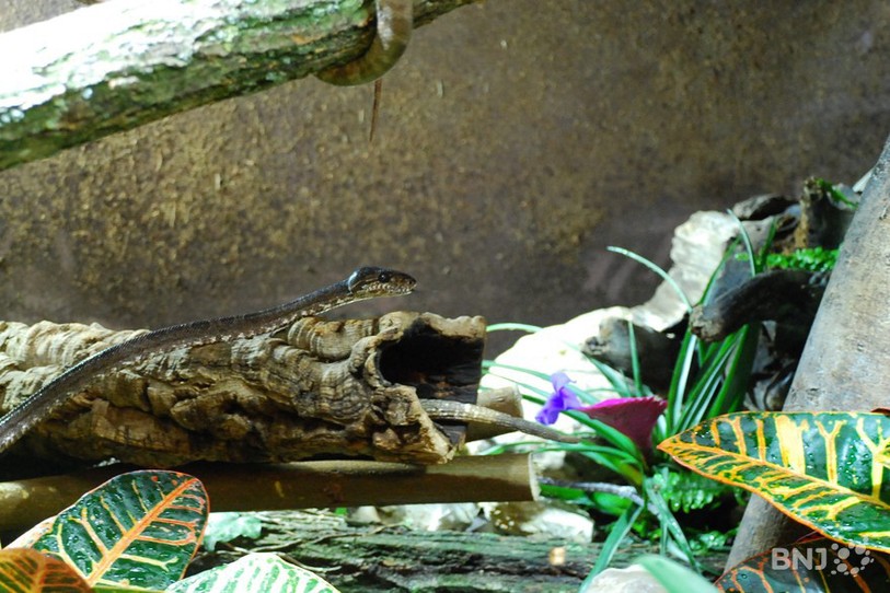 Certains terrariums seront occupés par deux espèces à l'avenir. Ici, un boa des jardins part à la découverte son nouvel environnement tandis qu'un iguane noir est planqué dans une branche creuse.