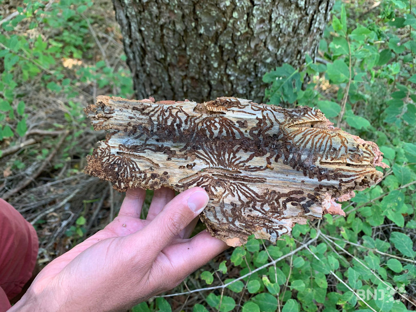 Pour se défendre des bostryches, les épicéas utilisent de la résine. La sécheresse empêche les sapins de produire de la poix, laissant certains individus sans défense face au prédateur. 