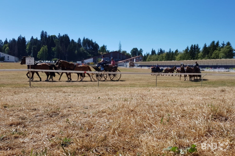 Les chevaux ont retrouvé vendredi matin l'esplanade du Marché-Concours à Saignelégier.