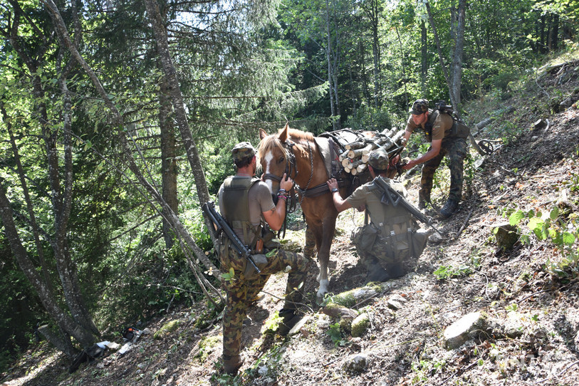 Onze chevaux Franches-Montagnes et un mulet sont utilisés pour transporter du bois au Sud de la réserve.