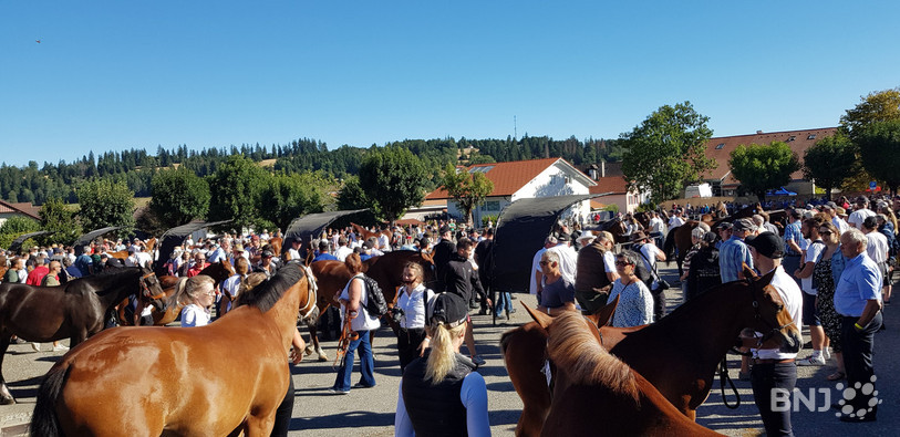 Chevaux, poulains, éleveurs et spectateurs se mélangent lors des expositions du Marché-Concours.