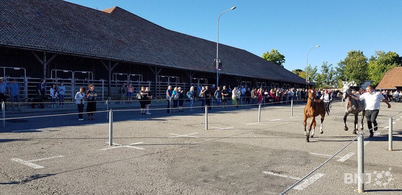 Les juments et leur poulain ont défilé devant le jury ce samedi matin au Marché-Concours.