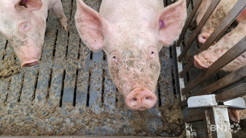 Si l'initiative est approuvée, de nombreuses exploitations devraient entreprendre des travaux pour offrir davantage d'espace pour les animaux 