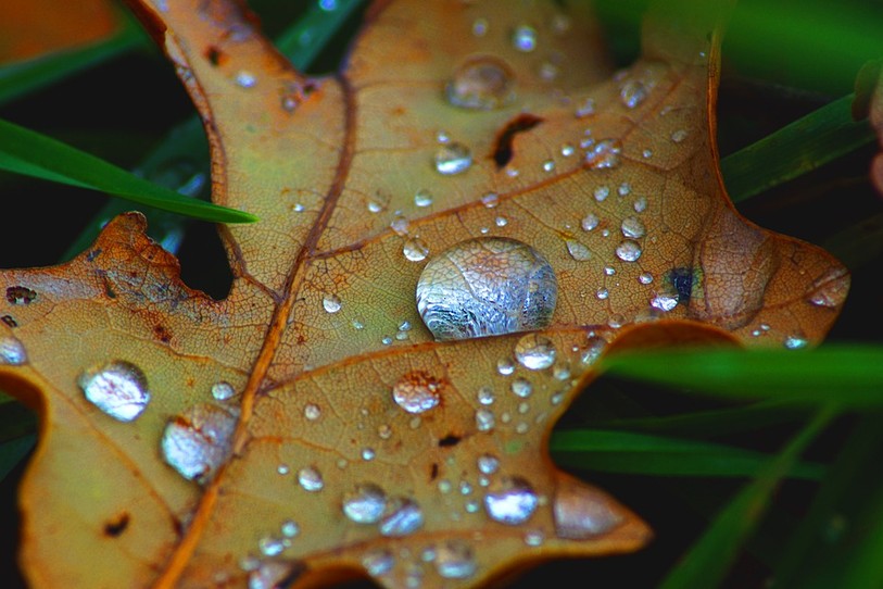 Feuille sèche sous la rosée