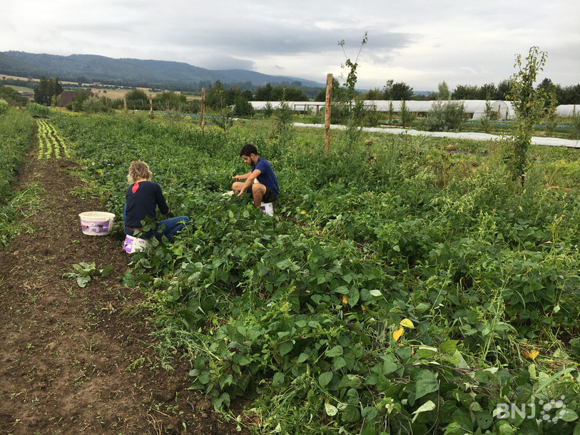 Les coopérateurs sont à pied d'oeuvre, comme ici pour cueillir les haricots.