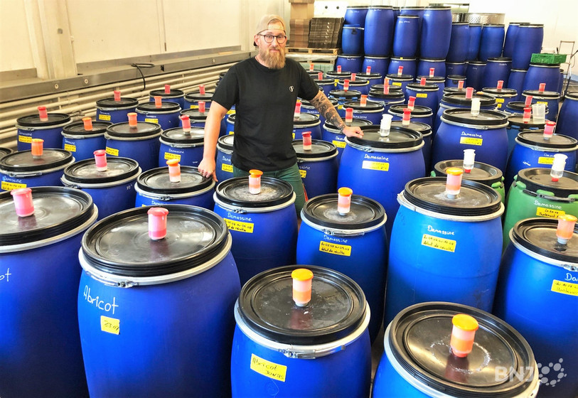 Le distillateur de Porrentruy Hervé Blanchard au milieu d'une forêt de tonneaux remplis de fruits: le travail ne manque pas !