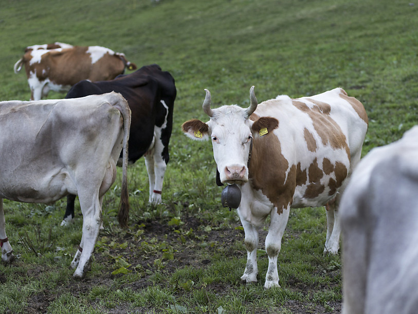 Les vaches de l'agriculteur souffrent de symptômes neurologiques graves qui entraînent leur mort par asphyxie. (Photo : KEYSTONE/ARNO BALZARINI)