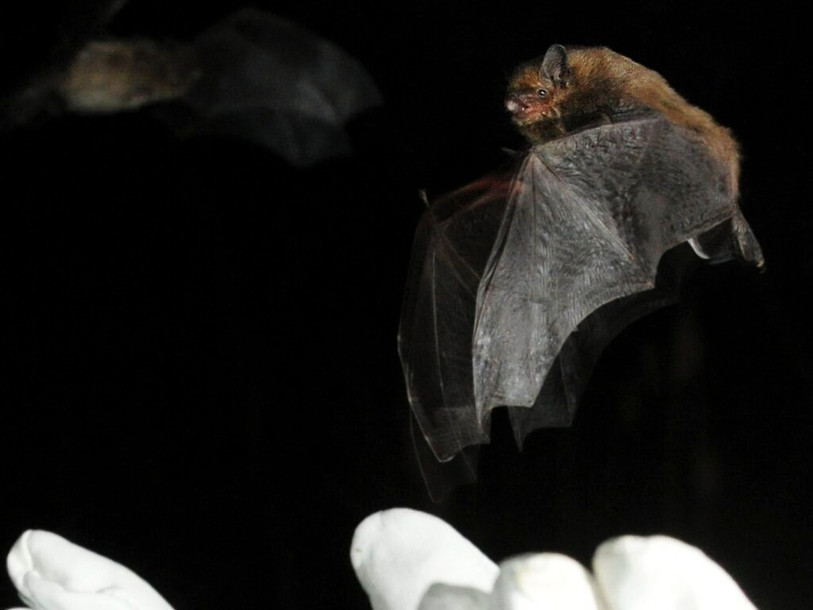 La nuit internationale des chauves-souris se déroule ce vendredi soir. (Photo : Keystone/Steffen Schmidt).