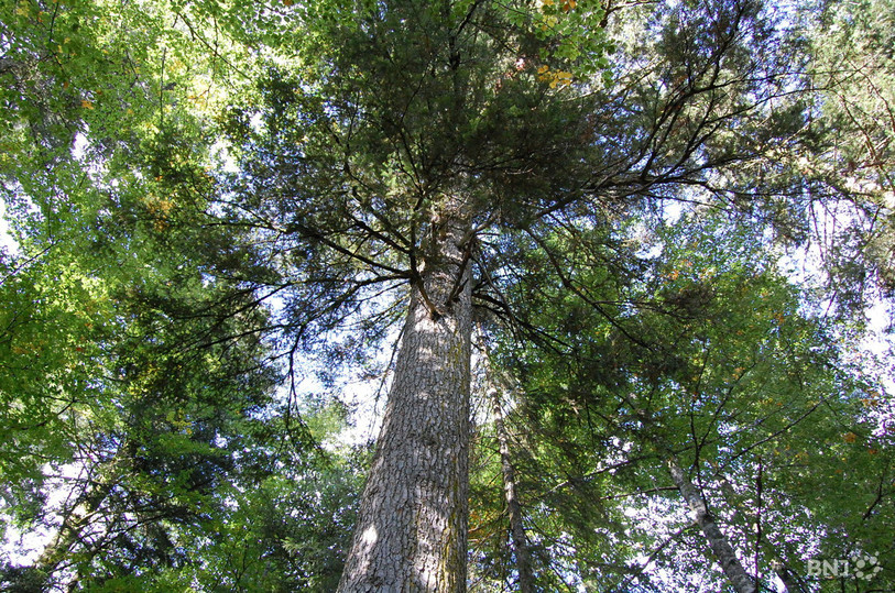 Le projet retenu transforme du bois inutilisé des forêts en copeaux de bois. (Photo d'illustration : archives).