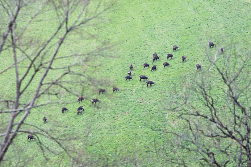 Une harde de chamois prise en photo lors du dernier recensement en mars 2022. (Photo: FCJC)