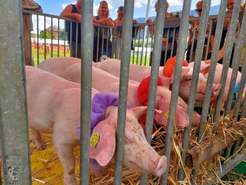 Huit petits cochons se sont parés de collerette de différentes couleurs pour participer à la course à la Foire de Chaindon. (Photo : Archives)