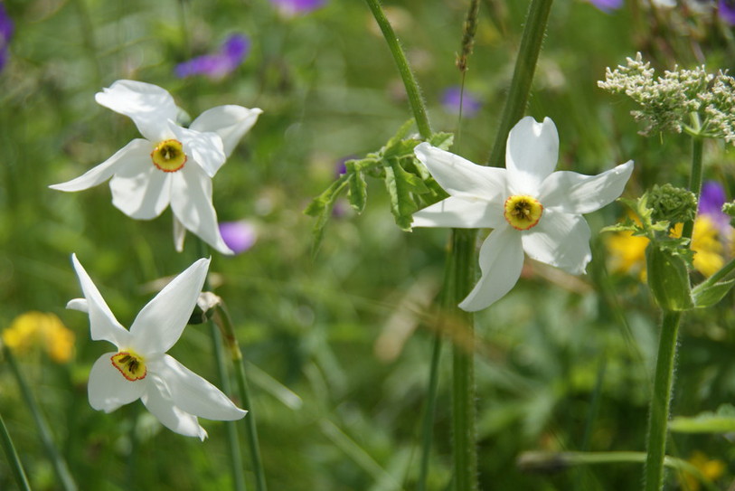 narcisse