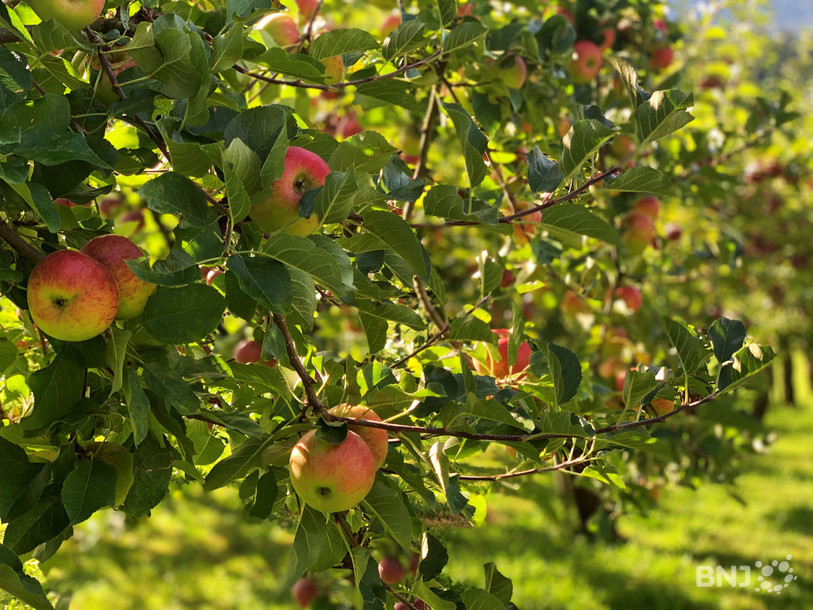 Des pommes prêtes à être cueillies bientôt au cœur des villes ?