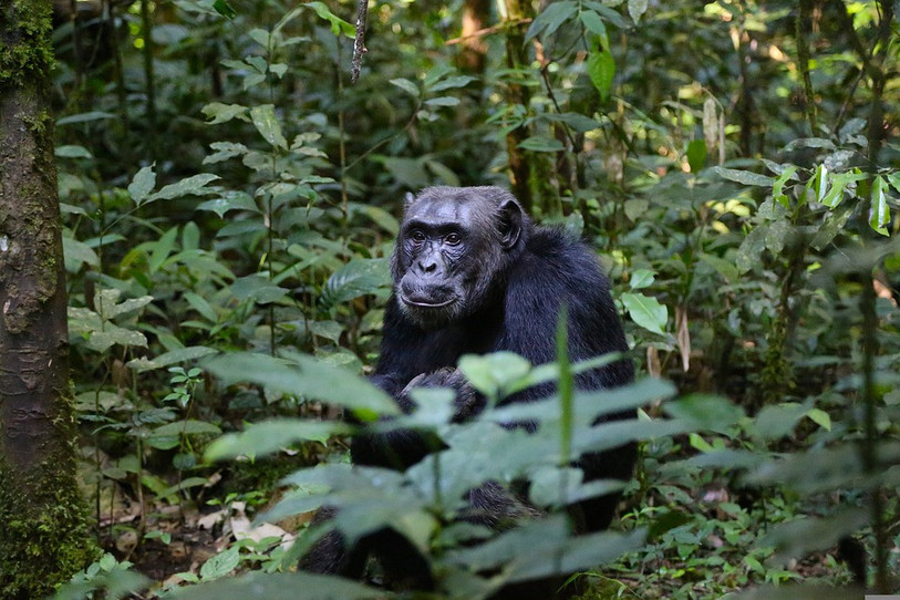 L'habitat des chimpanzés ne cesse de se réduire en Afrique de l'Ouest, et notamment en Guinée. (Photo d'illustration). 