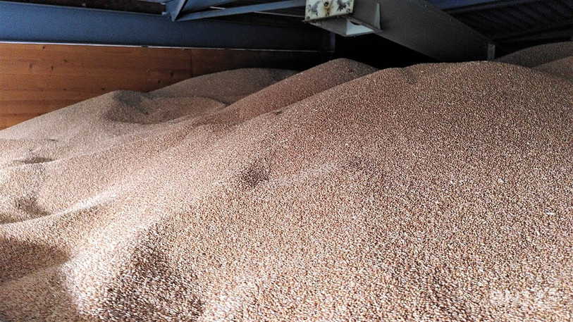 Le blé a bien donné cette année, mais son prix reste trop bas, selon les producteurs.
