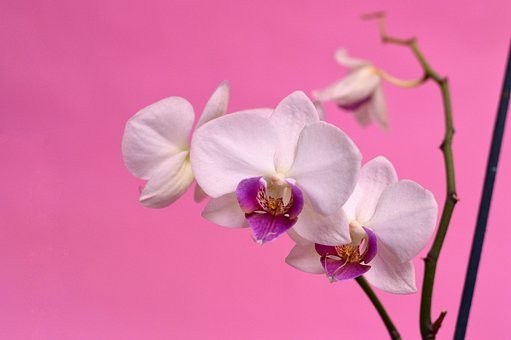 Orchidée sur fond rose