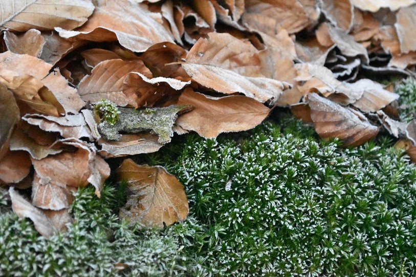 Des gelées au sol ont même été relevées sur le Plateau. (image libre de droit)