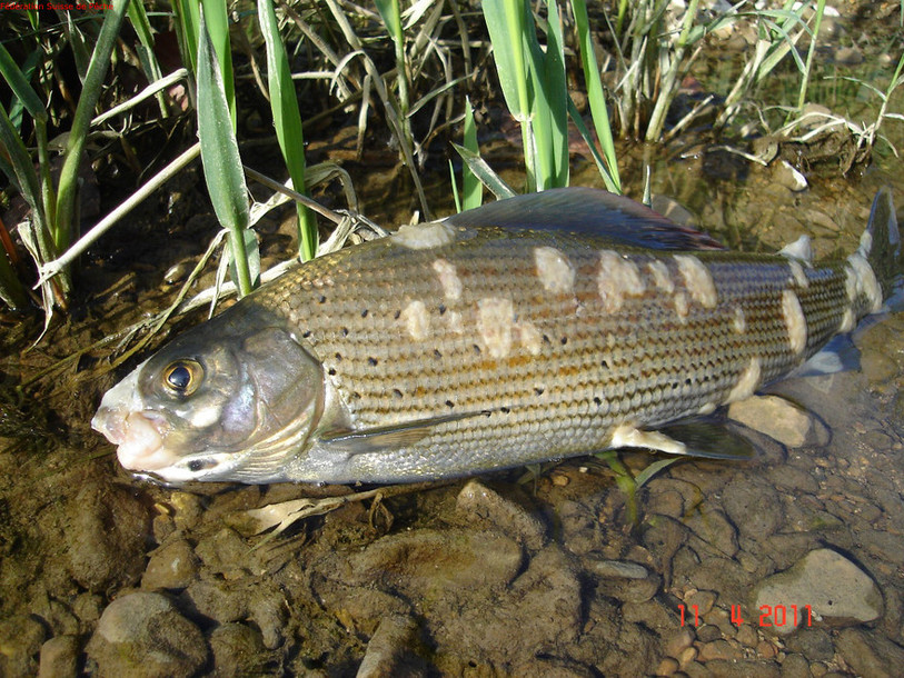 Un poisson atteint par la maladie mortelle Saprolegnia.