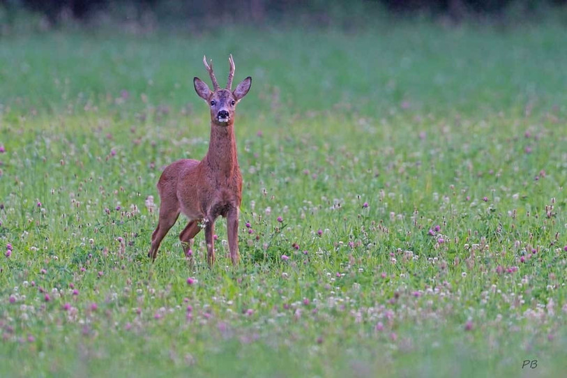 Les populations de chevreuils sont stables dans le Jura. Photo: Office de l'Environnement. Source: P. Boillat.