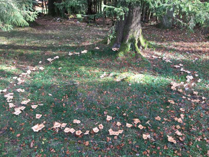 Malgré un été très sec et très chaud, les champignons ont fini par sortir de terre.
