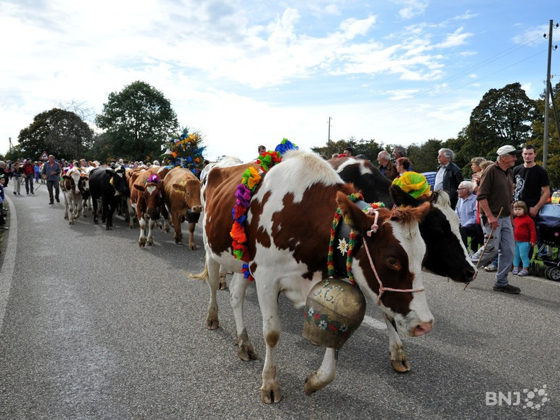 Le troupeau partira de La Combe à la Biche samedi à 12h45 pour rejoindre Le Boéchet vers 14h30. (Photo : archives/Georges Henz).