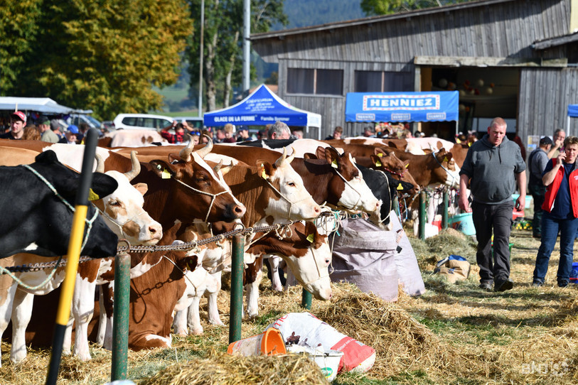 Le Marché-Concours bovin du Jura bernois s'est tenu vendredi à Tavannes. (Photo: Georges Henz)