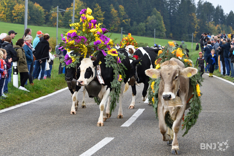 Les génisses étaient décorées pour l'occasion. (Photo : Georges Henz).