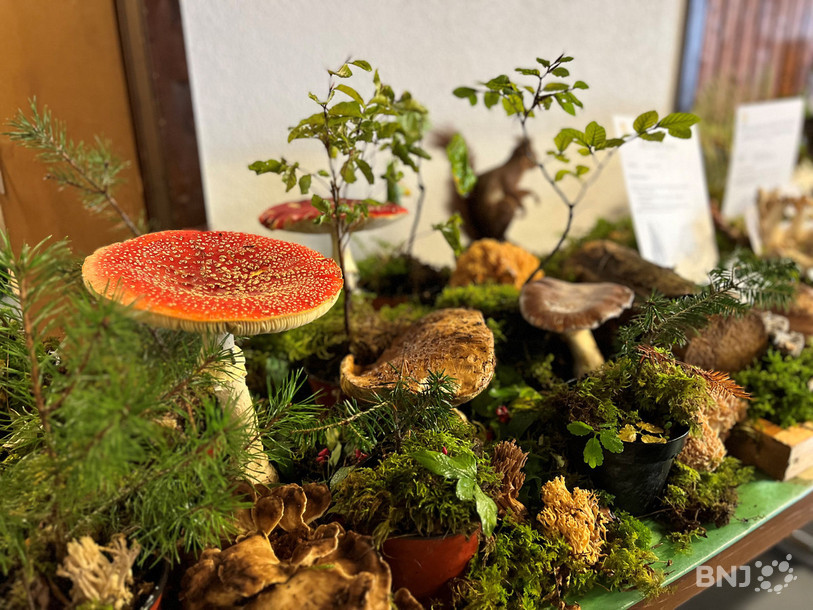 Le public peut découvrir de nombreuses variétés différentes de champignons à la Halle des fêtes de Boécourt.