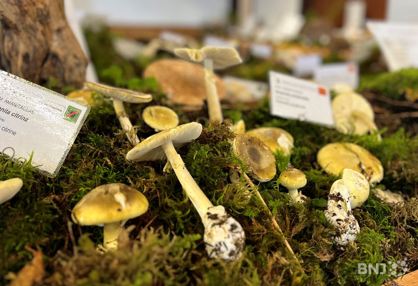 Un exemple de champignons pouvant être mortels en cas de consommation.
