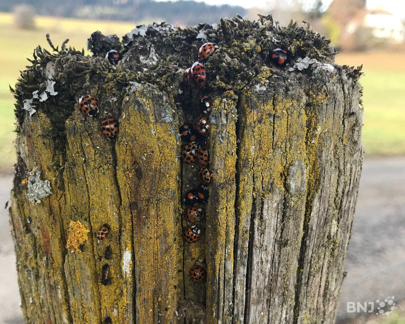 Avant de disparaitre pour l'hiver, les coccinelles asiatiques se regroupent souvent en très grand nombre.