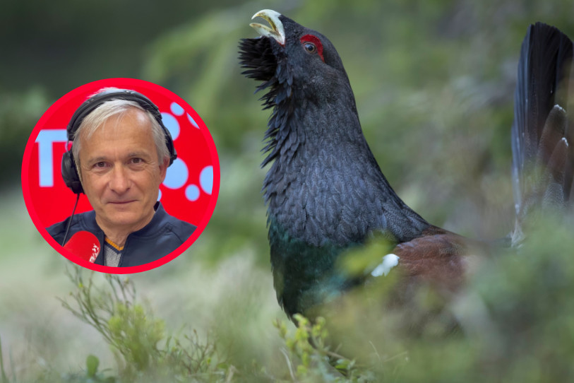 Directeur de BirdLife Suisse, François Turian s'inquiète de la disparition du Grand Tétras des forêts neuchâteloises. (Photomontage BNJ / Photo : Station ornithologique de Sempach / Marcel Burkhardt).