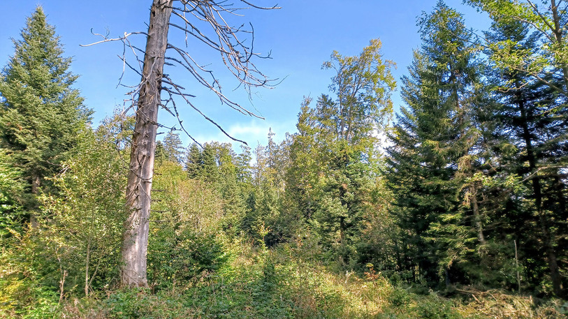 Les forêts neuchâteloises souffrent actuellement des conséquences de l’été chaud et sec que nous venons de vivre (Photo : État de Neuchâtel)