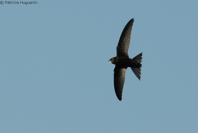 Après avoir guetté l'arrivée des premiers martinets noirs, le MHNC souhaite savoir où niche ce sympathique oiseau migrateur.