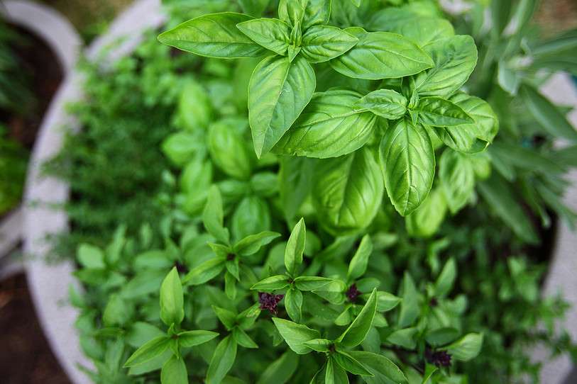Plantes médicinales en pot