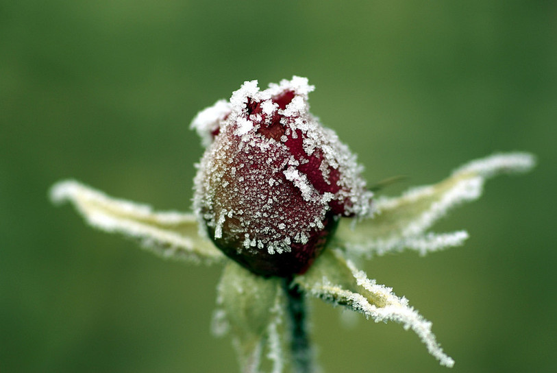 Fleur gelée