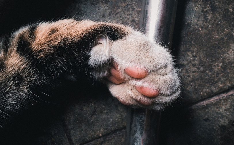 La Protection suisse des animaux est sous le feu des projecteurs. (photo d’illustration).