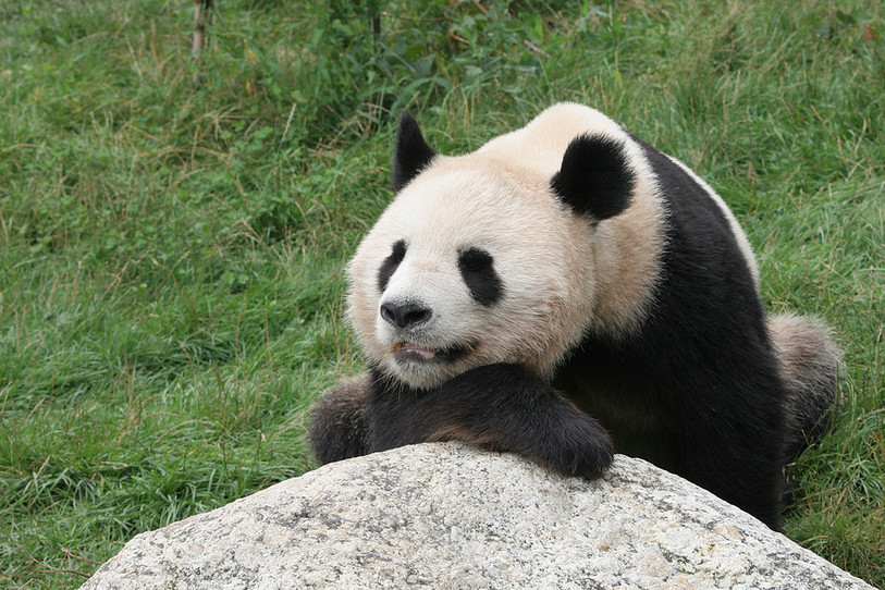 Panda sur un rocher