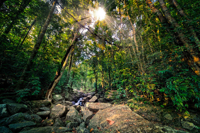 Un rayon de soleil dans la jungle