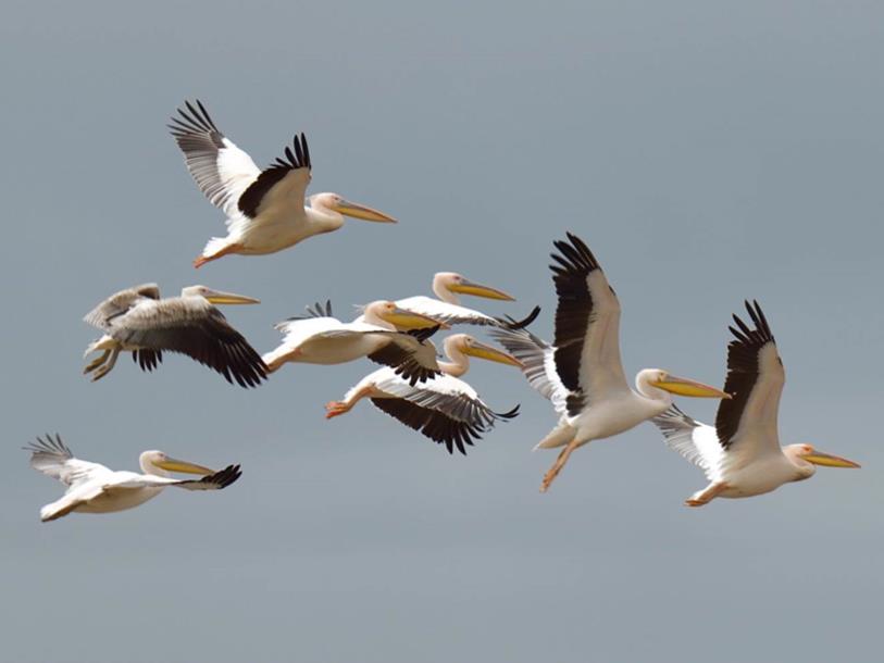 Pelican