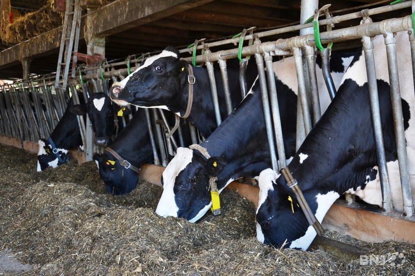 Vaches