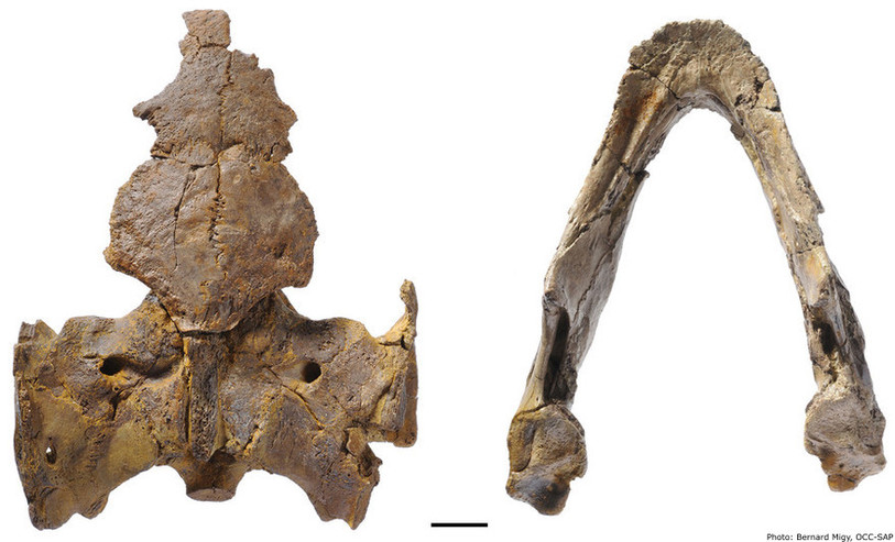 Tortue marine, Portlandemys gracilis, découverte par la Paléontologie A16