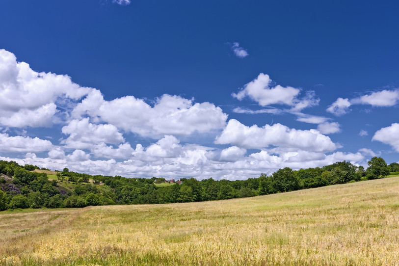 Champs et forêts ensoleillées