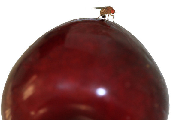 La drosophile suzukii
