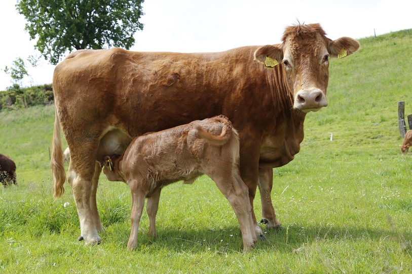 Les vaches allaitantes sont particulièrement assoiffées. Elles peuvent boire jusqu'à 100 litres par jour.