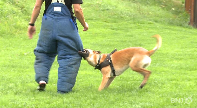 Atos, un malinois de 2 ans et demi, à l'entraînement.