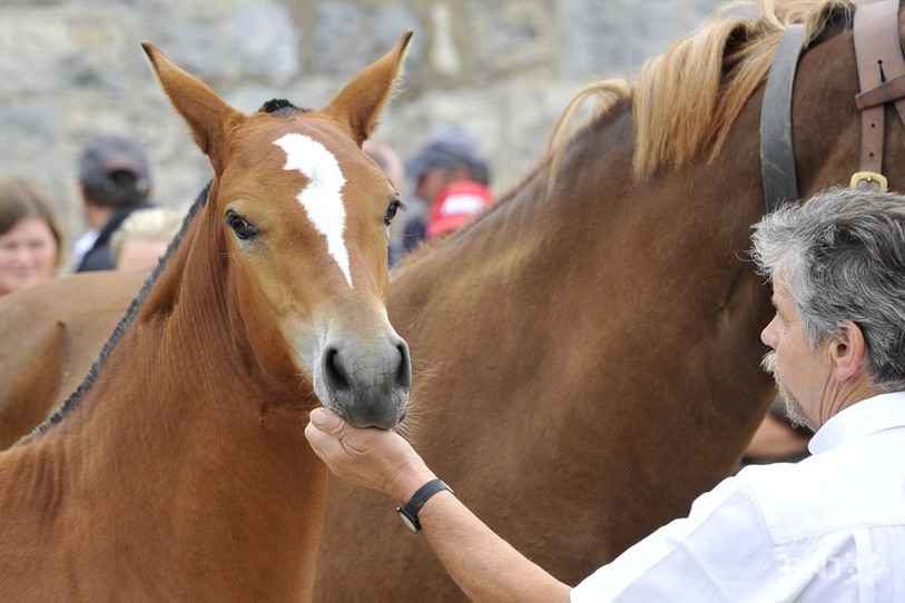 cheval