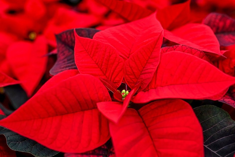 Etoiles de Noël ou Poinsettias