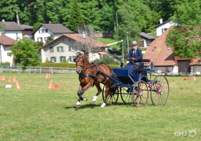 La race Franches-Montagnes