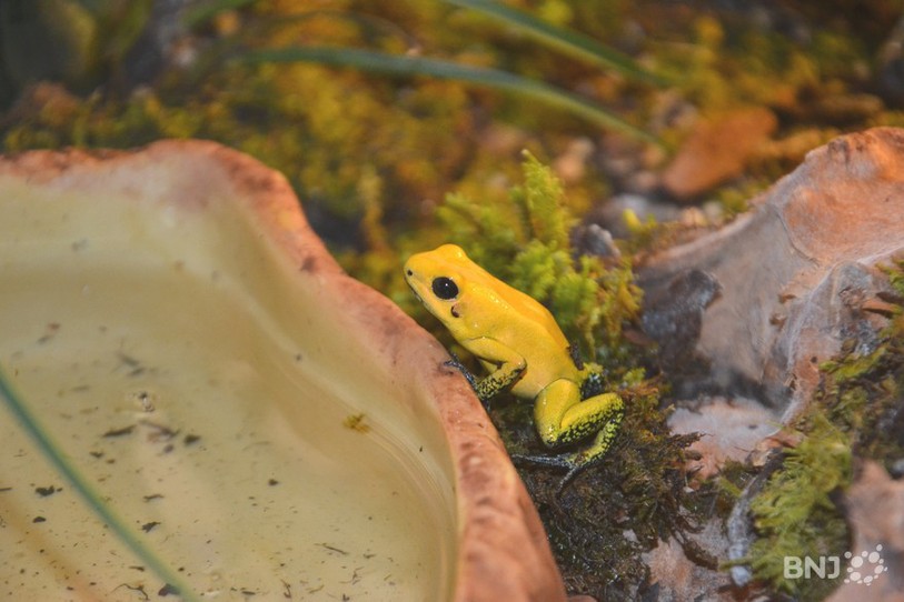 Grenouille