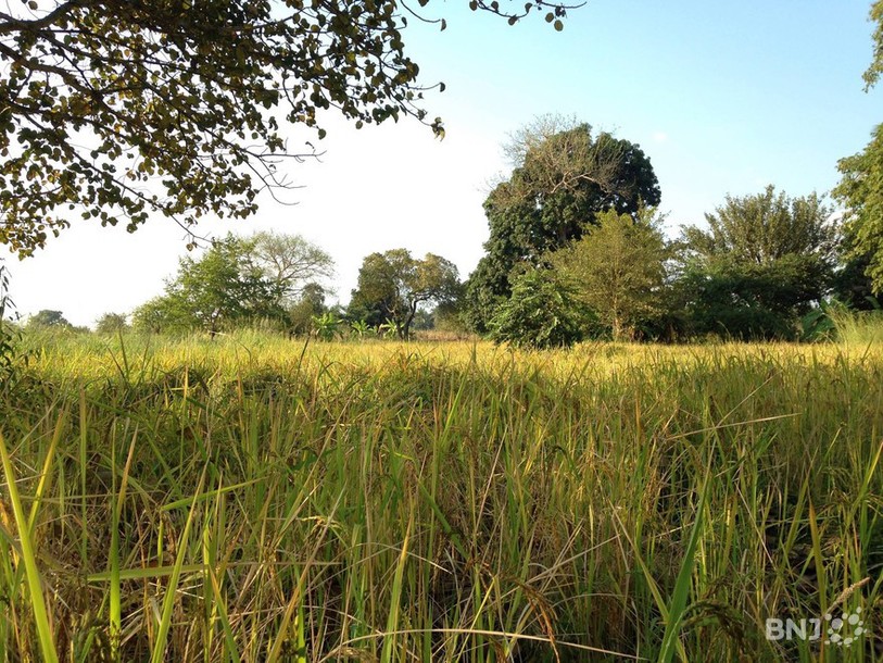 Savane